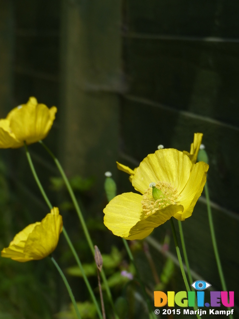 FZ015084 Yellow poppies in the shed